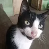 elynieell