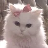 kitty.ladyy