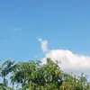 cobataninh