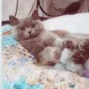 bellashorthair01