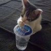 paralyzed_cat