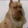 thecatbruhh