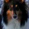 baloocollie