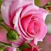 ejs_8