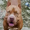pitbully_sansao13