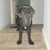 murphyneapolitanmastiff