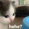 kittylover124457