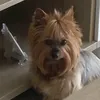 Carlos