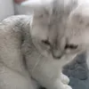 taigxaa