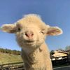 joss_sheep