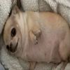 siiennabanana
