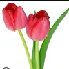 beautybloom_aleena