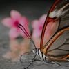 pouk462