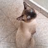 mariahofbastet
