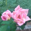 vaninhapedro1