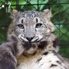 evecatlover