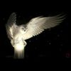 ovo_owl_ovo