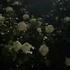 39mktll