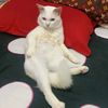 janda.pencinta.kucing