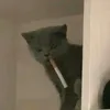 nyomodfqsz