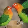 lovebirdtrananh