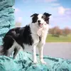 bordercollieikka