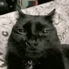 _mattmatt4