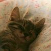 mrmeow2s