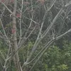dlo5012