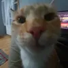 szyszekkk