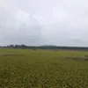 longduu0