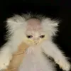 gatohcalvo