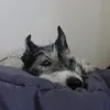 cmoizozo_