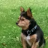 joinschi