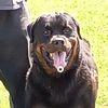firedogdee