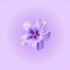 aseel.taher