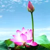 thayminhtue1981.addp