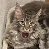the_groll_cats