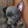 .dogfan