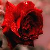 muhammadtaha981