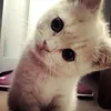 karish_a