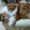 fofulla