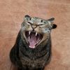 gigicat97