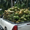 malayacoconut