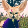 fenek5