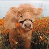 tates_cow