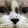 _brnnnnn