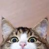kidicat_alu