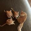 4orangecats