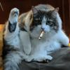 lilhharp